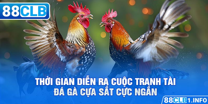 Thời gian diễn ra cuộc tranh tài đá gà cựa sắt cực ngắn