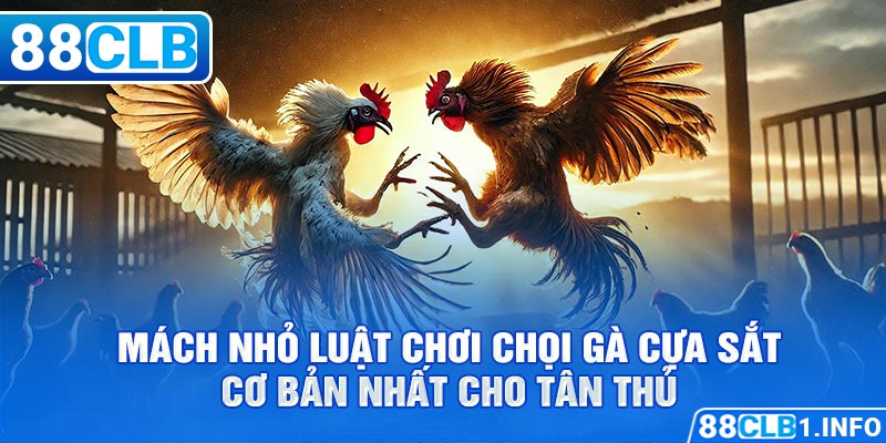 Mách nhỏ luật chơi chọi gà cựa sắt cơ bản nhất cho tân thủ