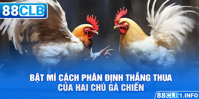 Bật mí cách phân định thắng thua của hai chú gà chiến