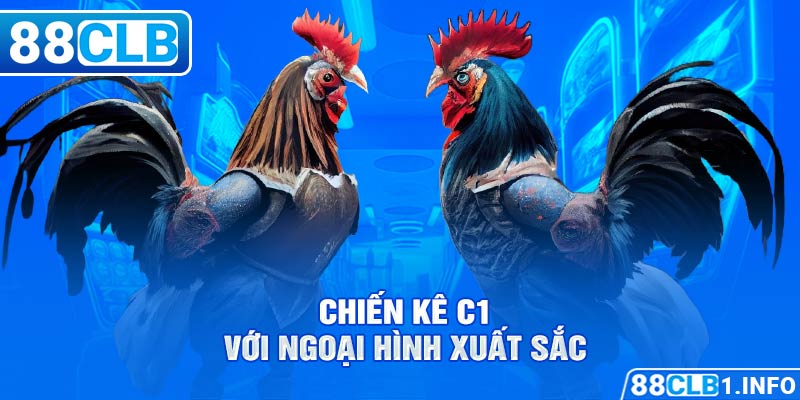 gà chọi C! với ngoại hình xuất sắc