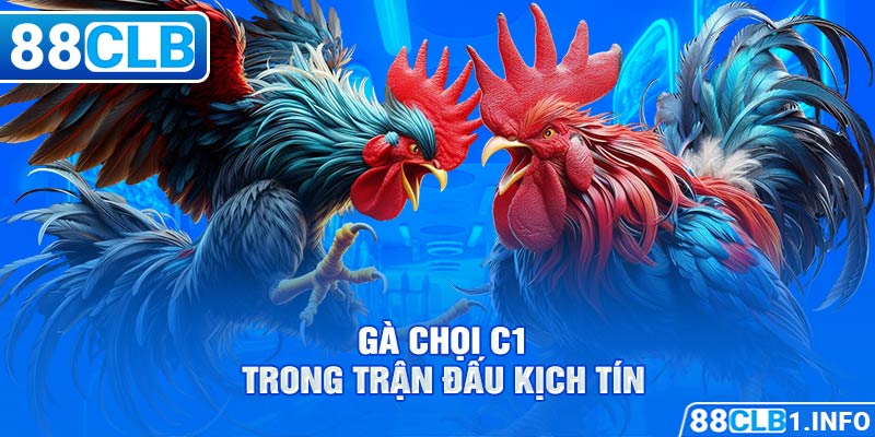 gà chọi C1 trong trận đấu kịch tính