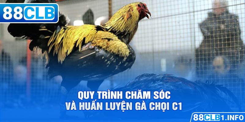 Quy trình chắm sóc và huấn luyện gà chọi C1