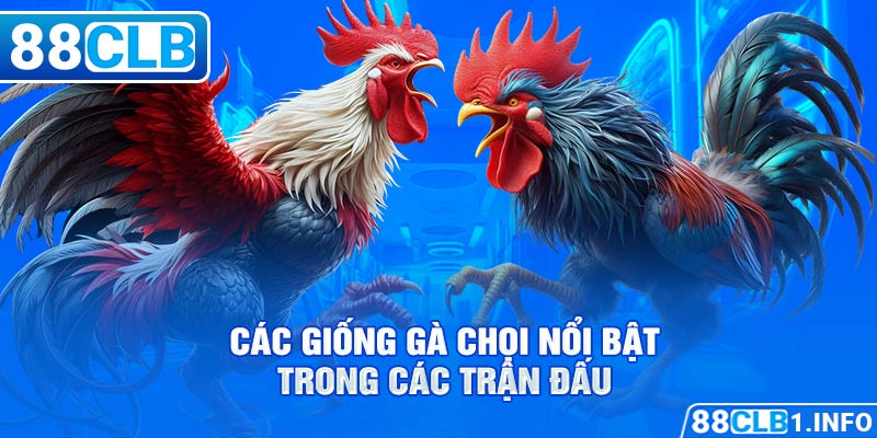 Các giống gà chọi nổi bật trong các trận đấu