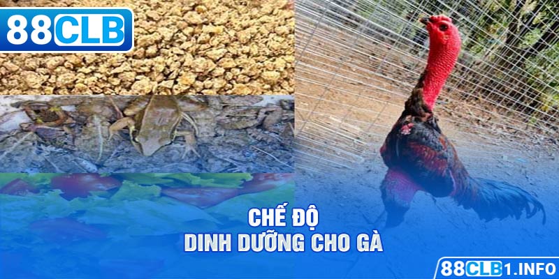 Chế độ dinh dưỡng cho gà 