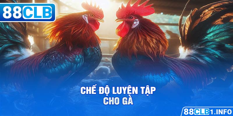  Chế độ luyện tập cho gà