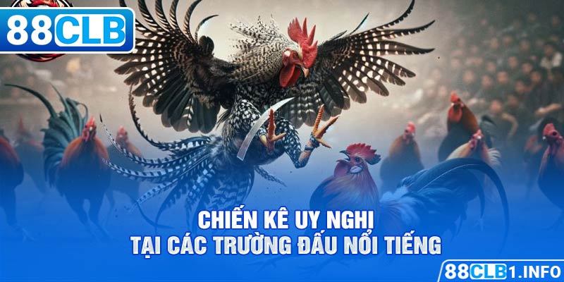 Chiến kê uy nghi tại các trường đấu nổi tiếng