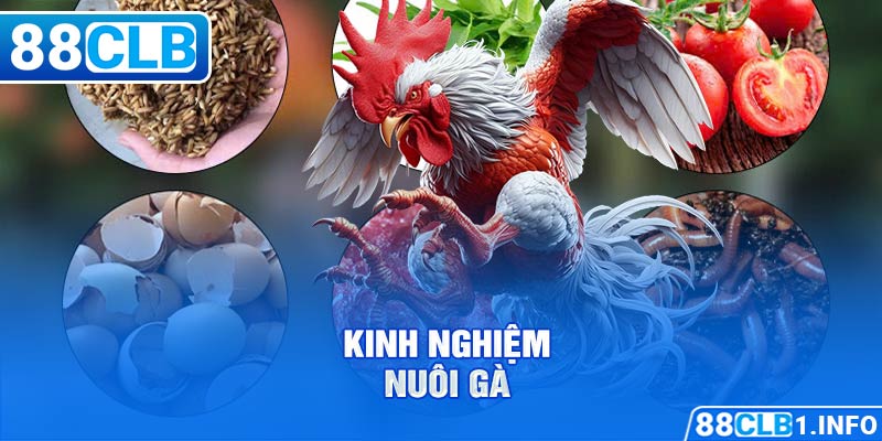 Kinh nghiệm nuôi gà 