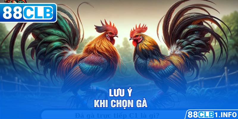  Lưu ý khi chọn gà chất lượng