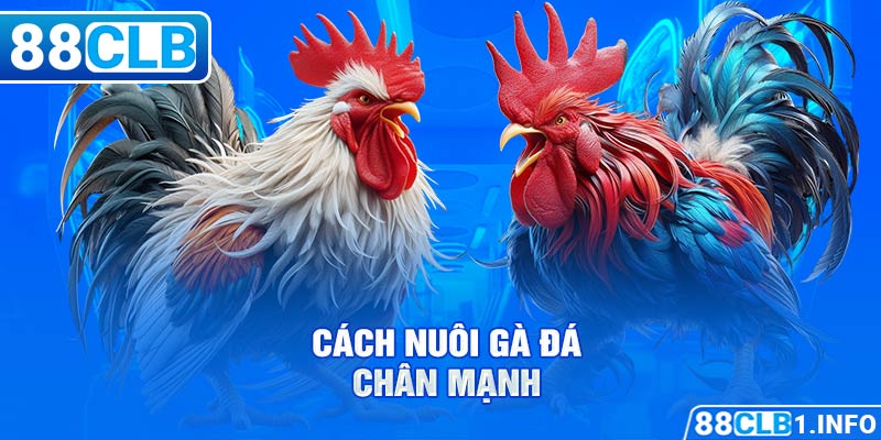 Cách nuôi gà đá chân mạnh