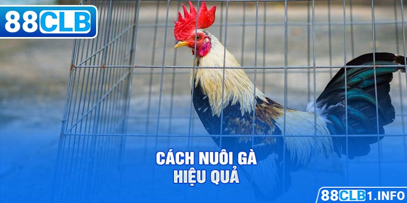 Cách nuôi gà hiệu quả