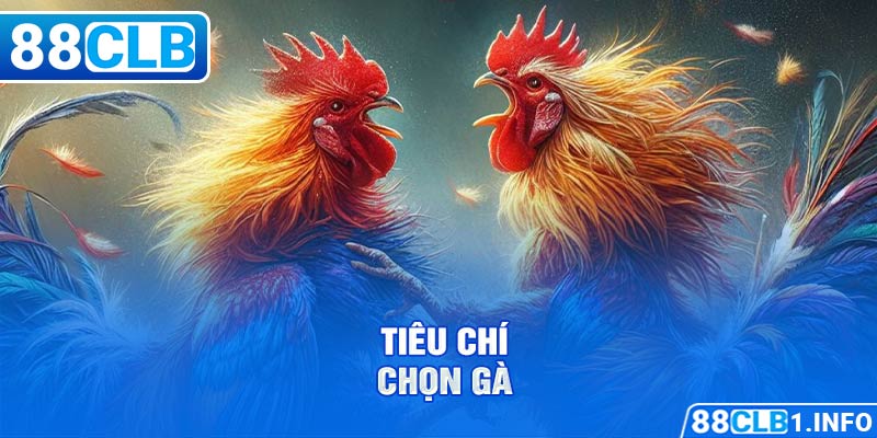 Tiêu chí chọn gà đá giỏi